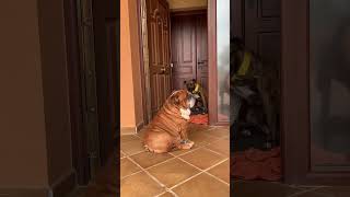 Unbothered Dog Ignores Owners Disappearing Trick In Cáceres, Spain