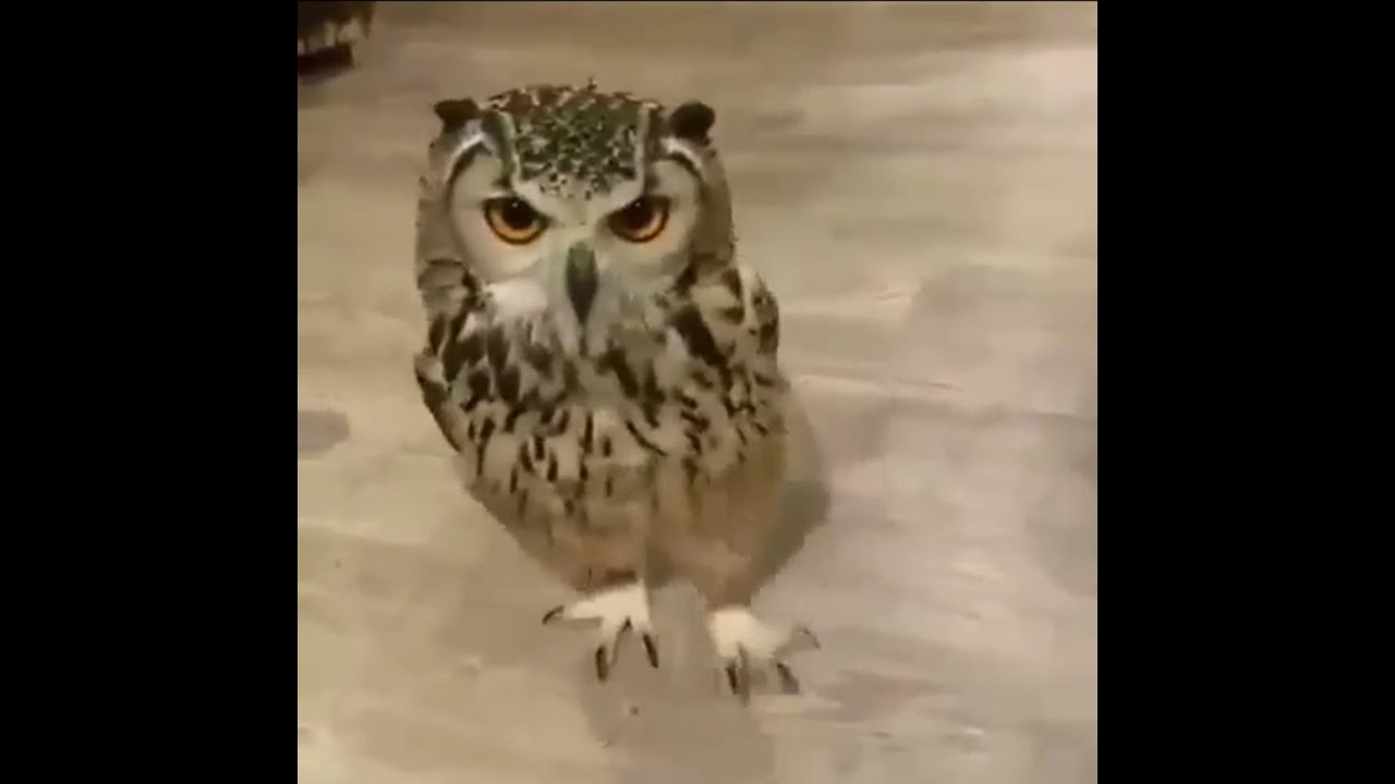 Burung hantu lari 