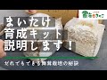 【商品説明】まいたけ育成キットの植え方を説明します！【しぶたの毎日きのこ】北海道厚沢部町