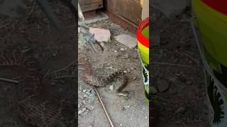 Giant Tortoises and Rattlesnakes 🐍Check this out #youtube #video #edit #life #snake #rescue #save