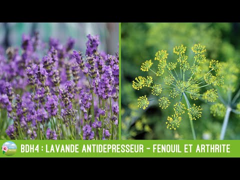 Brève des Herbes 4 : lavande antidépresseur naturel, fenouil et arthrite du genou