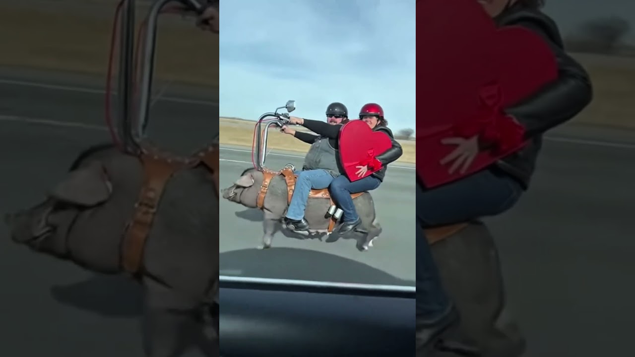 Happy Valentine's day! We still crankin! 🐗