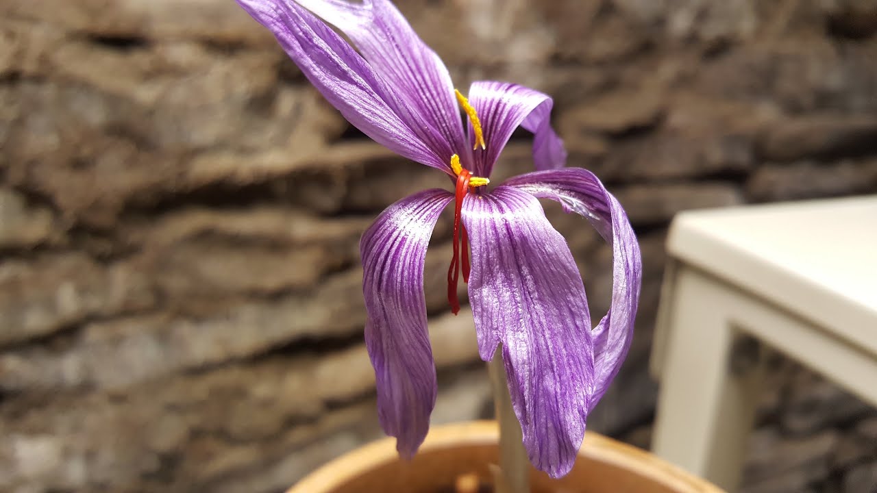 The Harvesting Of 3 Whopping Saffron Stigmas