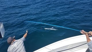 Mako Shark On The Fly Rips Line Deep Into the Backing