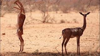 10 Unique Facts About The Gerenuk Echoes Of Nature