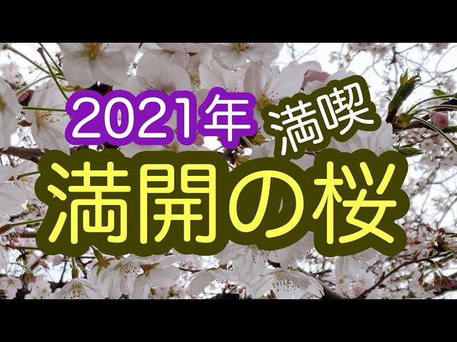 お花見