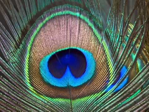 This Place/Hare Krishna by Tim Chalice