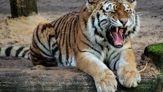 Tiger Roar Sound Effect Angry Tiger Roar