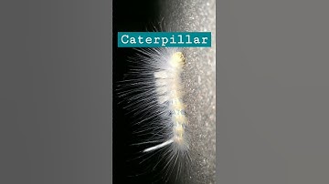 खतरनाक कीट #Caterpillar #Moth
