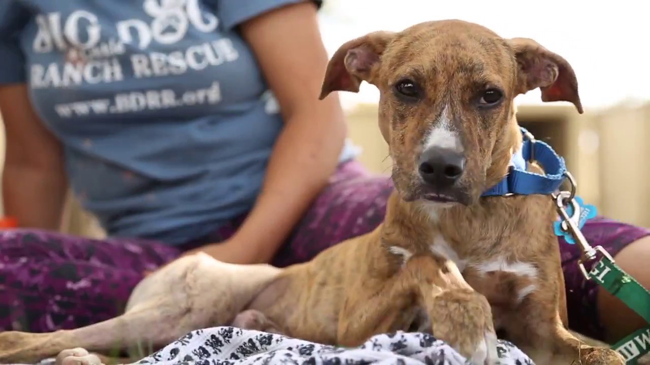 BDRR Big Dog Ranch Rescue - YouTube