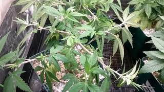 Mini tent - super cropped