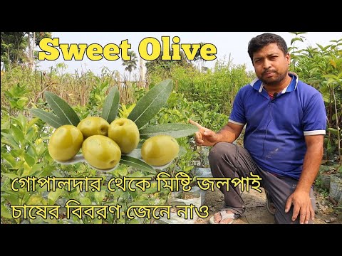 Video of Thailand Sweet Olive- Fruit Plant & Tree