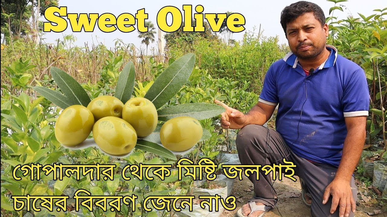 Thai sweet olive 🫒 fruity plant (newnessplant) sweet olive 🫒 দেখতে কেমন