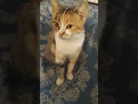 баба ягодка опять