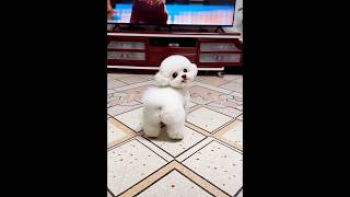 Dancing in the beat #youtubeshorts #trendingshorts #viral