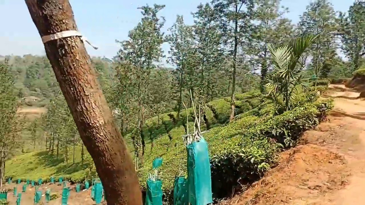 Kerala Wayanad Jeep ride@