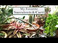 My Favorite Succulents & Cacti | 2019