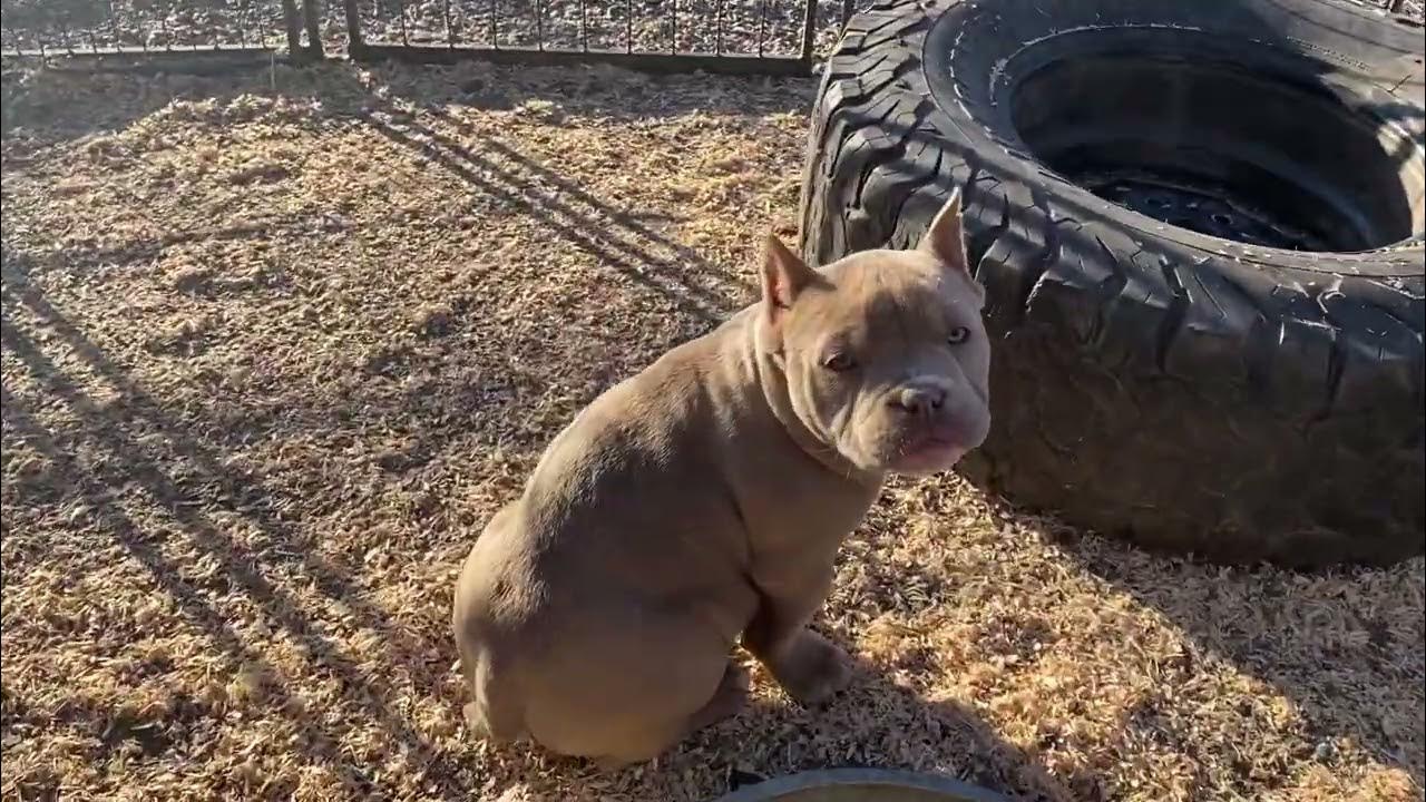 ABKC/UKC the American Bully Registry. Puppies Available & Ready for