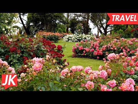 A Visit to the Minneapolis Rose Garden: Your Guide to the BEST Park in the Twin Cities
