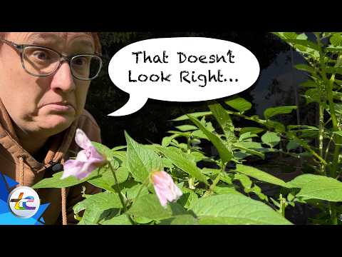 Transport Evolved Chicken and Garden Update: The Potatoes Are STILL Flowering?