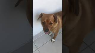 #shorts #dog #walking #health #afternoon #vlog #fitness #aesthetic #vlog 