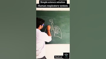 Human respiratory system diagram in easy way