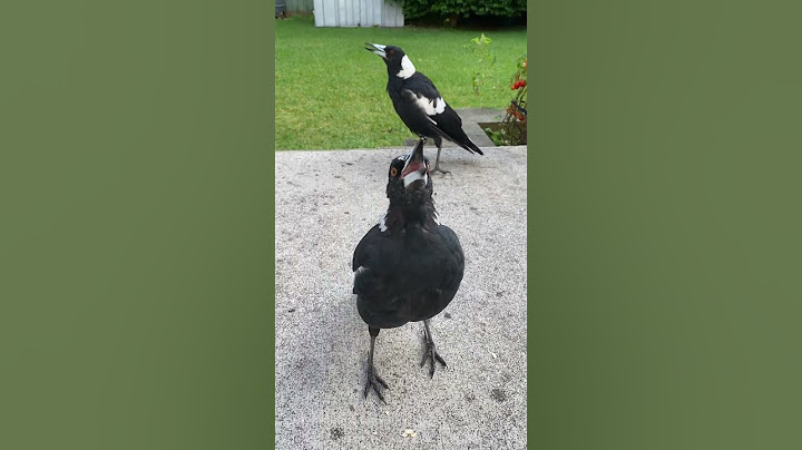 Beautiful Australian Magpies Singing #magpie #birdsounds #magpie