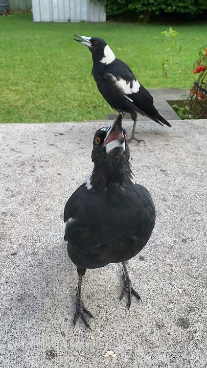 Burung Magpie Australia yang Cantik Bernyanyi #magpie #suaraburung #magpie