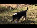 Puppy House Training - In 1 Day? Really? Puppy House Training - In 1 Day? Really?