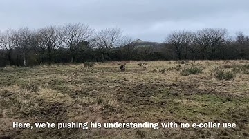 Dog training - Whistle recall - Come when called, 2 weeks from zero recall under distraction.