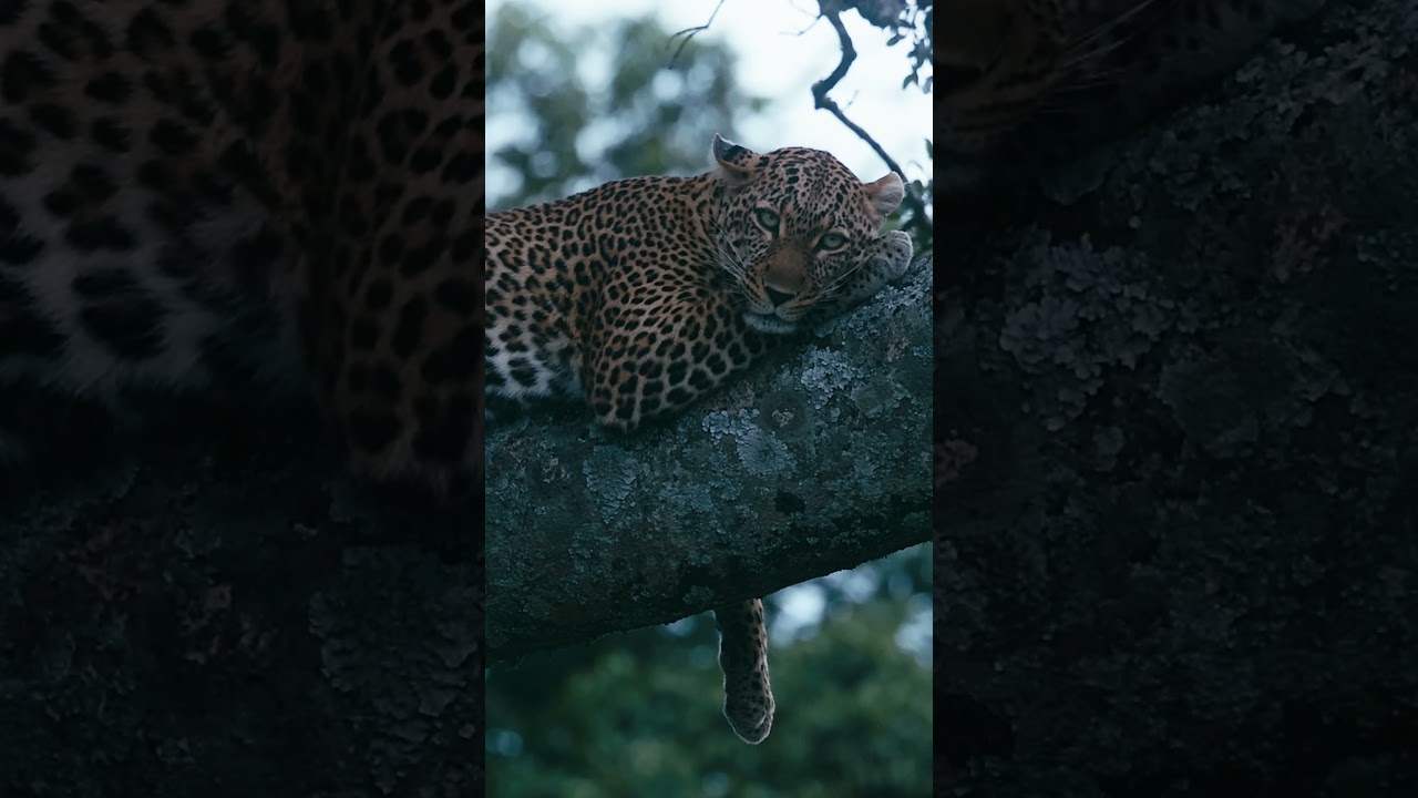 Staring at a Leopard in the Masai Mara