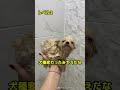 濡れた動物たちが面白すぎたwwwのサムネイル