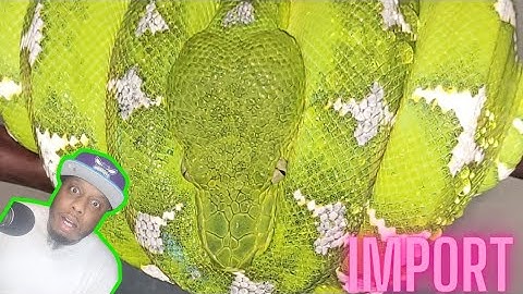 WEEK 1 IMPORT HIGH WHITE NORTHERN EMERALD TREE BOA #emeraldtreeboa #coralluscaninus  #aborealsnakes