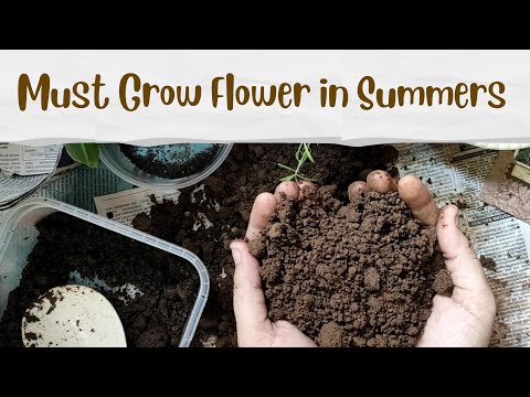 How to Grow Gyphsophlia ( Baby Breath ) from Seeds │ Gardening Beginners