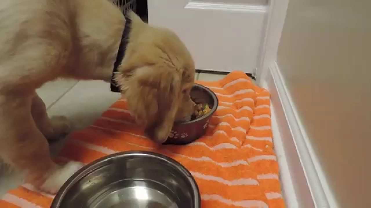 MAKING DOG FOOD YouTube