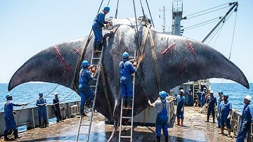 Unbelievable Giant Stingray Hunt – Big Catch and On Boat Cutting Action!