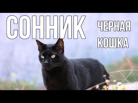 СОННИК. К ЧЕМУ СНИТСЯ ЧЕРНАЯ КОШКА? ТОЛКОВАНИЕ СНОВ