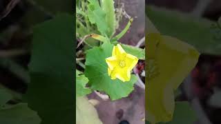 Canna lily#flower #Aster flower #Shanku pushpam#beautiful