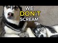 What do HUSKIES do to when they’re HOME ALONE?