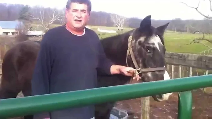 April, 31 years old, Ryerss Horse Farm Retiree