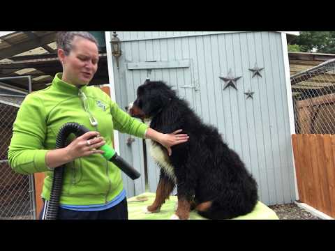 Videó: A fúvószárító megfelelő használata kutya fején