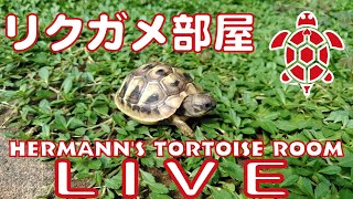 リクガメ部屋ライブ映像配信 Hermann's tortoise room LIVE CAMERA2024.6.8
