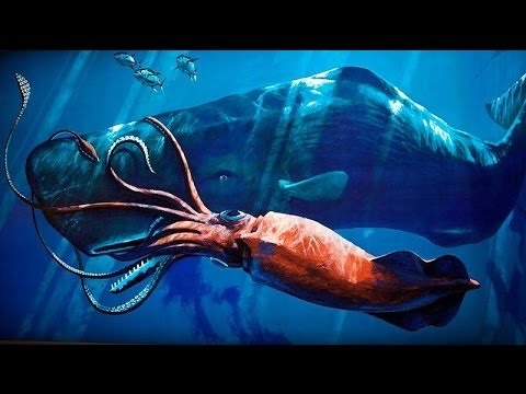 Cachalot Contre Calamar Geant Documentaire Complet Youtube