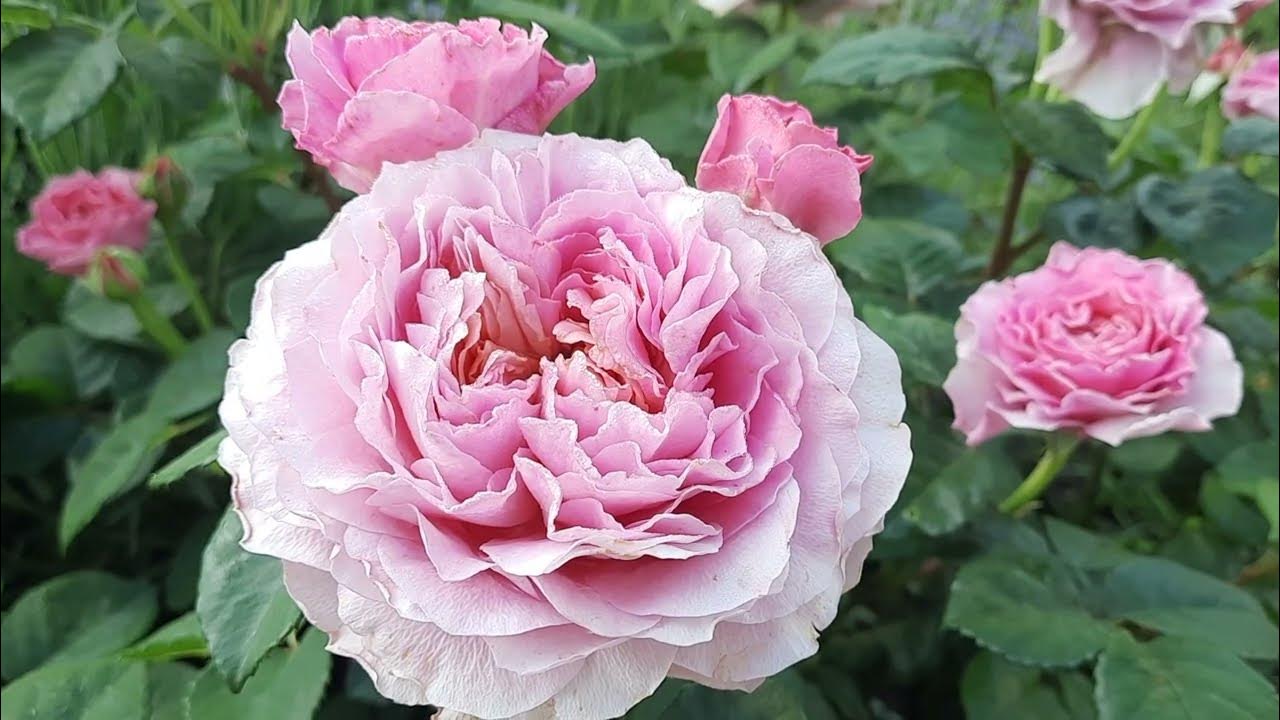 Роза Айсфогель, "Голубой Зимородок" ( Eisvogel) 2022 - YouTube