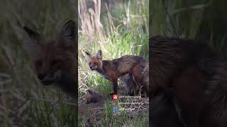 Precious FOX KITS playing in the FOREST!  🦊