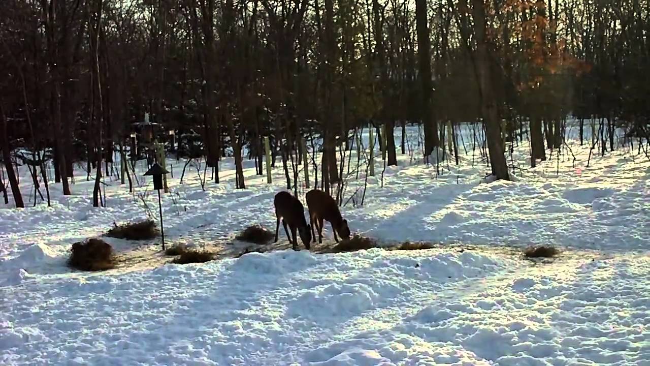 Deer Eating Alfalfa YouTube Deer Eating Alfalfa YouTube