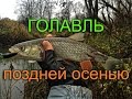 Голавль поздней осенью