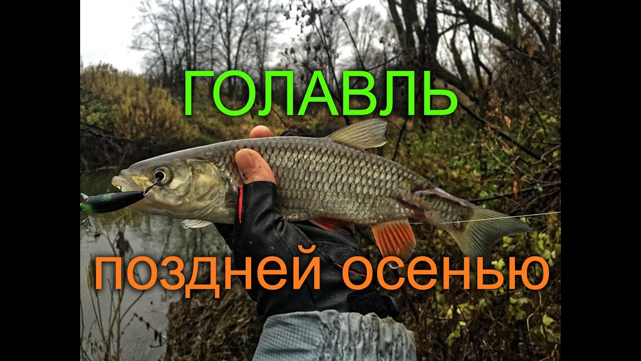 Голавль поздней осенью
