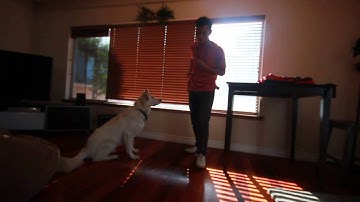 Step 2 (Adding Verbal Cue) Foundational Skills