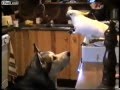 Friends forever! A parrot feeds a dog! Друзья навеки! Попугай кормит собаку!